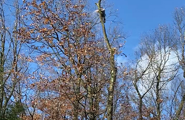 Tree Cutting